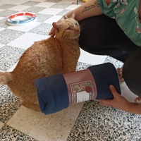 photo de livraison pour Ronron du Bonheur