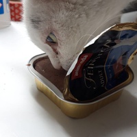 photo de livraison pour Les Chats'nonymes