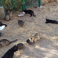 photo de livraison pour Les Chats-Pitresdelavi-Ste