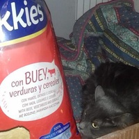 photo de livraison pour Les chats Port-Saint-Louisiens