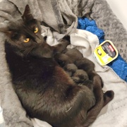 photo de livraison pour Les Pattes de l'Espoir 