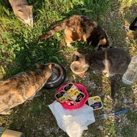 photo de livraison pour ANIMAL ATTITUDE