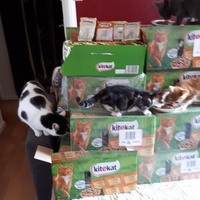 photo de livraison pour Vos Pattes entre nos Coeurs