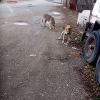 photo de livraison pour Viata Animalelor