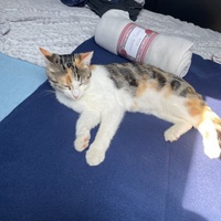 photo de livraison pour Les chats de l'Indifférence