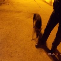 photo de livraison pour Pro Animals Finland ry