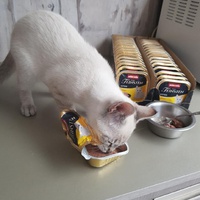 photo de livraison pour Les chats de l'Indifférence