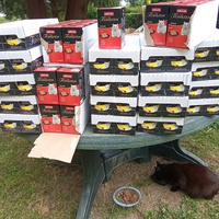 photo de livraison pour Chats Oubliés