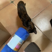 photo de livraison pour Les Chats de Condom 32