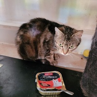 photo de livraison pour L'Amour des Chats 52