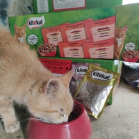 photo de livraison pour Paroles de Chats
