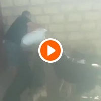 photo de livraison pour Association Mira Protection des Animaux et de l'Environnement