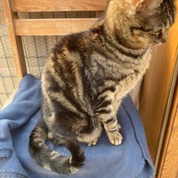 photo de livraison pour Association Des  Chats  De Hyeres