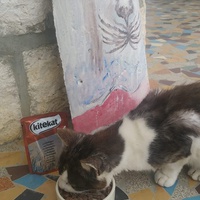 photo de livraison pour Le Gang des Matous