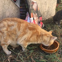 photo de livraison pour L'Ecole du Chat Istreen