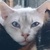 photo animal