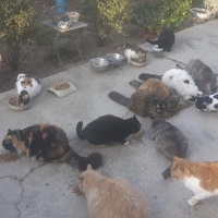 photo de livraison pour Le Chat Salonais