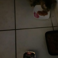 photo de livraison pour Chats cerbériens