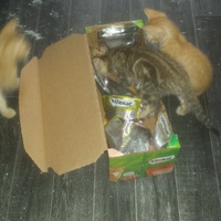 photo de livraison pour Cruzy Cat 34
