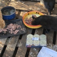 photo de livraison pour Les chats Port-Saint-Louisiens