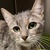 photo animal