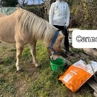 photo de livraison pour La Retraite des Chevaux des Causses