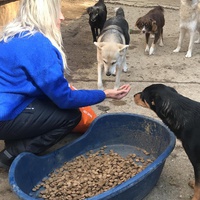 photo de livraison pour Saving Orphaned Souls Sheila's Animal Rescue Mission