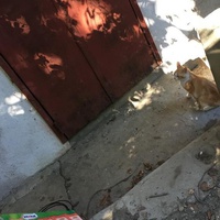 photo de livraison pour Cosette
