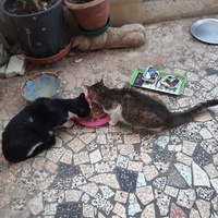 photo de livraison pour L'Arche des Amis à pattes