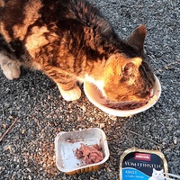photo de livraison pour Bien vivre avec les Chats Sallélois
