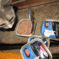 photo de livraison pour Jardin des Chats