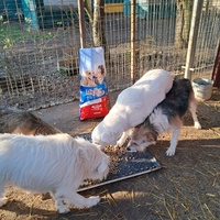 photo de livraison pour Azil za pse"Poslednja oaza"