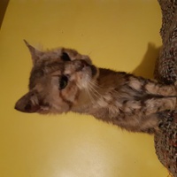 photo de livraison pour Pour l'Amour des Chats