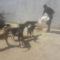 photo de livraison pour Association Mira Protection des Animaux et de l'Environnement