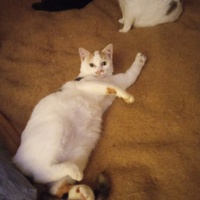 photo de livraison pour Chats Oubliés