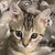 photo animal
