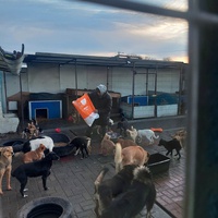 photo de livraison pour Associtia Axi Hope Romania