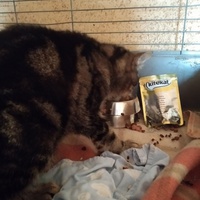 photo de livraison pour Les Chats de la Rue