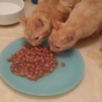 photo de livraison pour Protect Cat