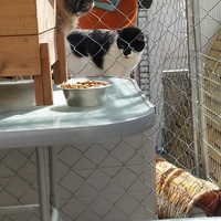 photo de livraison pour Protect Cat