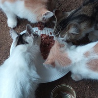 photo de livraison pour Amicale Chats