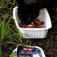 photo de livraison pour Trois P'tits Chats