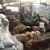 photo animal