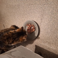 photo de livraison pour Protect Cat