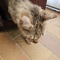 photo de livraison pour L'Arche de la Gazelle