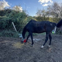 photo de livraison pour Association Equi’souffle