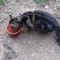 photo de livraison pour Les Chats Libres de la Canterrane