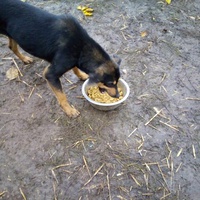 photo de livraison pour Serbian Society for the Protection of Animals - SSPA
