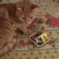 photo de livraison pour Chats Grains d'Amour