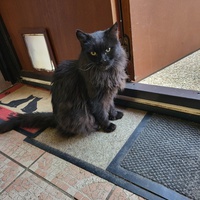 photo de livraison pour Chat de Gout'hier sans Toit